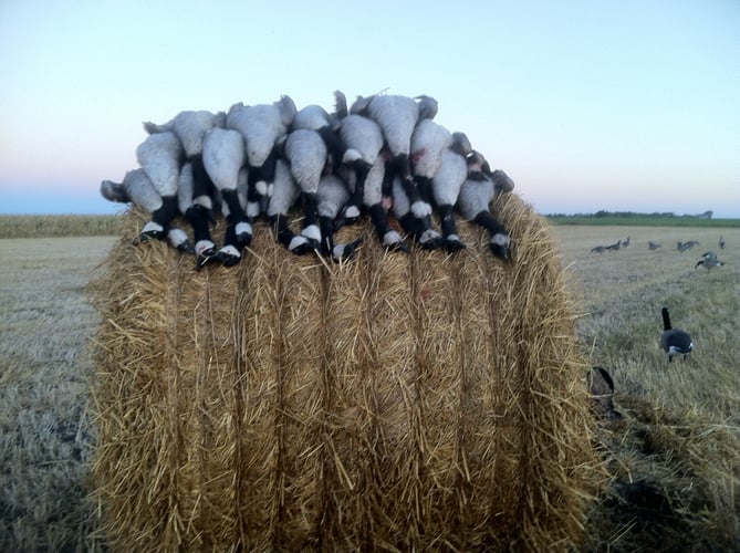 Wisconsin Early Season Guided Goose Hunts In Baldwin