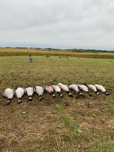 Wisconsin Early Season Guided Goose Hunts In Baldwin