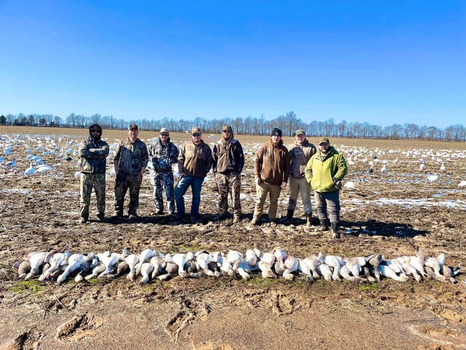 Arkansas Spring Snow Goose Hunts In Pocahontas