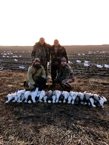 Arkansas Spring Snow Goose Hunts In Pocahontas