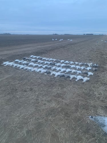 Arkansas Spring Snow Goose Hunts In Pocahontas