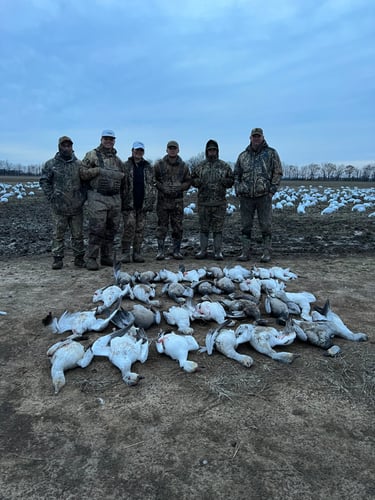 Arkansas Spring Snow Goose Hunts In Pocahontas