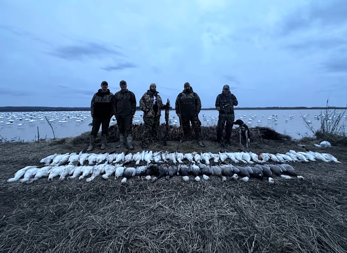 Arkansas Spring Snow Goose Hunts In Pocahontas