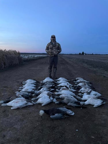 Arkansas Spring Snow Goose Hunts In Pocahontas