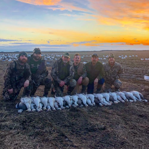 Arkansas Spring Snow Goose Hunts In Pocahontas