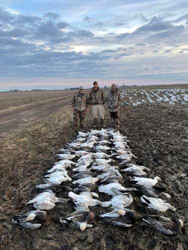 Arkansas Spring Snow Goose Hunts In Pocahontas