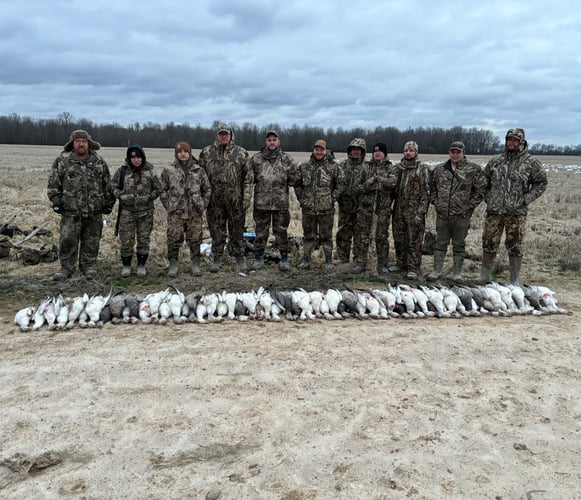 Arkansas Spring Snow Goose Hunts In Pocahontas