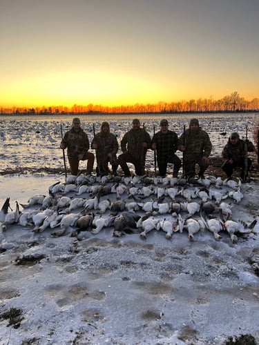 Arkansas Spring Snow Goose Hunts In Pocahontas