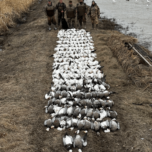 Arkansas Spring Snow Goose Hunts In Pocahontas