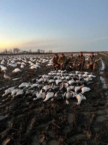 Arkansas Spring Snow Goose Hunts In Pocahontas