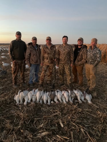 Missouri Spring Snow Goose Hunts In Mound City