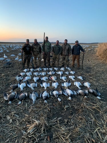 Missouri Spring Snow Goose Hunts In Mound City