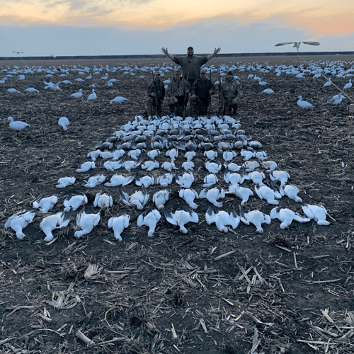 Missouri Spring Snow Goose Hunts In Mound City