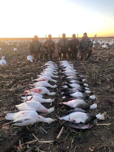 Missouri Spring Snow Goose Hunts In Mound City