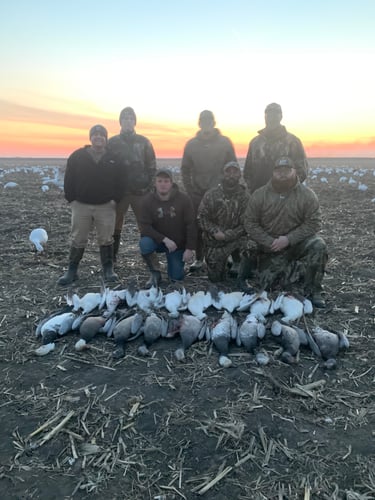 Missouri Spring Snow Goose Hunts In Mound City