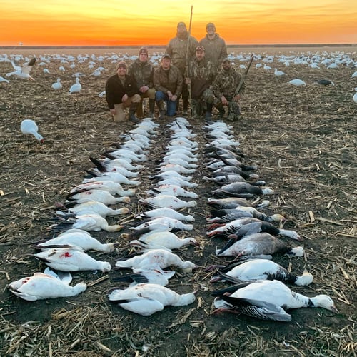 Missouri Spring Snow Goose Hunts In Mound City