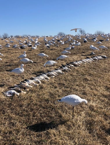 Missouri Spring Snow Goose Hunts In Mound City