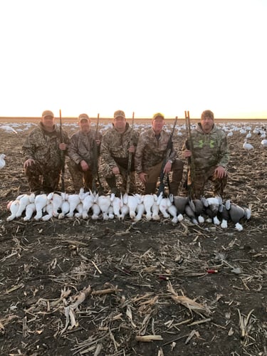 Missouri Spring Snow Goose Hunts In Mound City