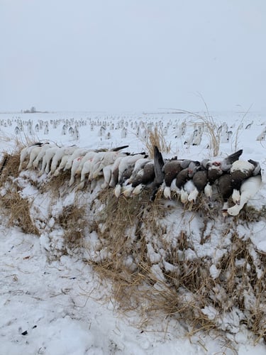 Missouri Spring Snow Goose Hunts In Mound City