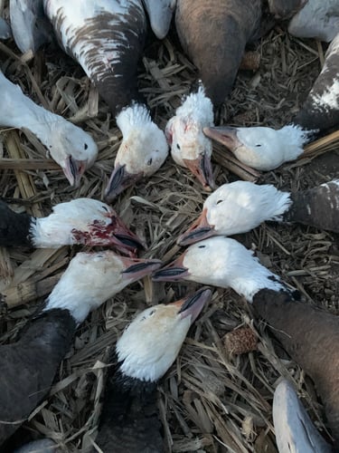 Missouri Spring Snow Goose Hunts In Mound City