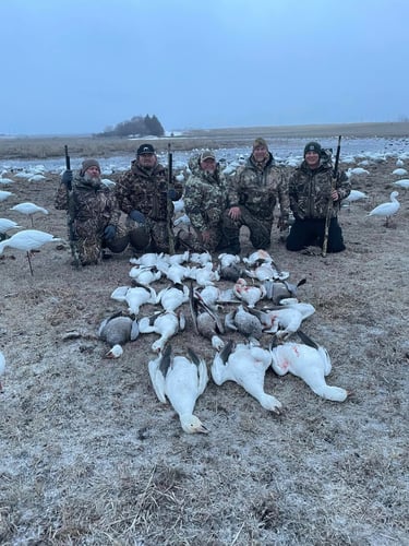 South Dakota Spring Snow Goose Hunts In Watertown