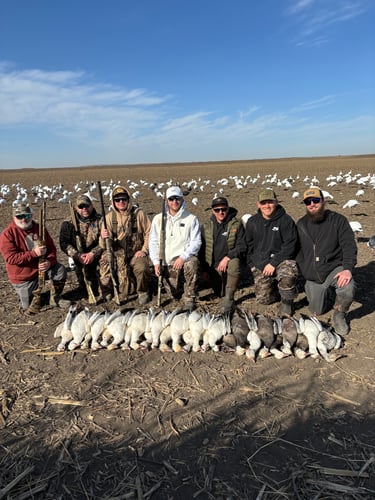 South Dakota Spring Snow Goose Hunts In Watertown