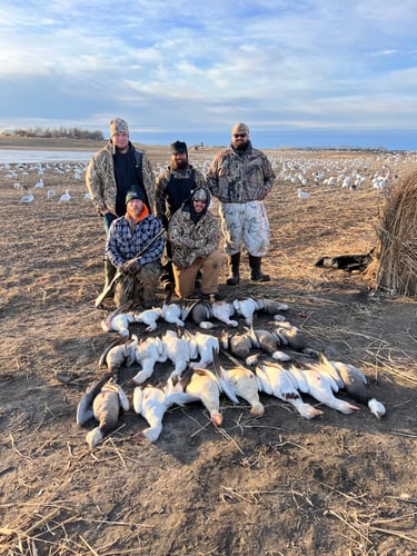 South Dakota Spring Snow Goose Hunts In Watertown