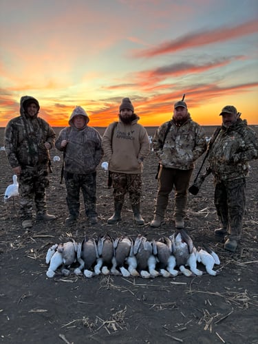 South Dakota Spring Snow Goose Hunts In Watertown