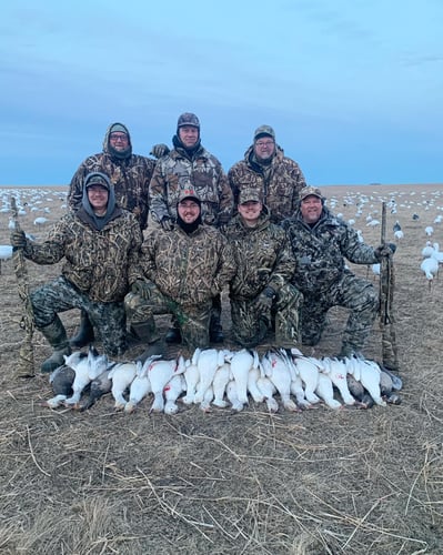 South Dakota Spring Snow Goose Hunts In Watertown