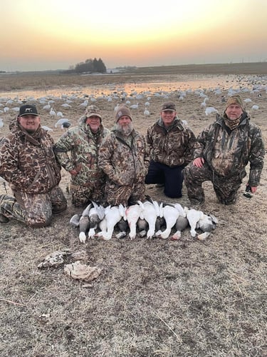 South Dakota Spring Snow Goose Hunts In Watertown