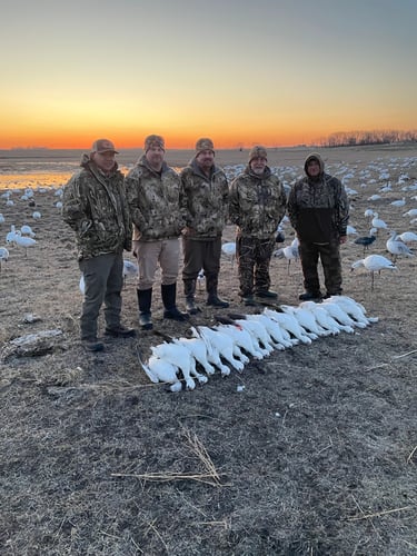 South Dakota Spring Snow Goose Hunts In Watertown