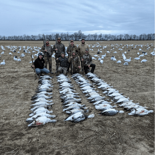 South Dakota Spring Snow Goose Hunts In Watertown