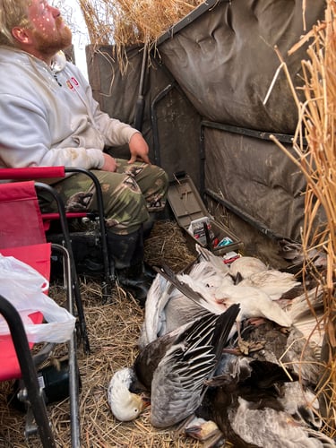 South Dakota Spring Snow Goose Hunts In Watertown