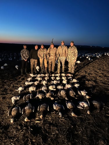 South Dakota Spring Snow Goose Hunts In Watertown