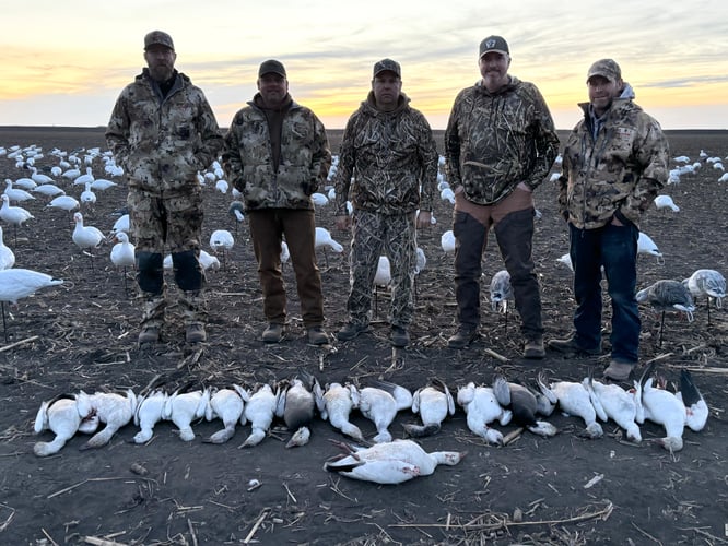 South Dakota Spring Snow Goose Hunts In Watertown