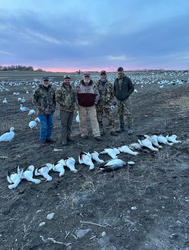 South Dakota Spring Snow Goose Hunts In Watertown