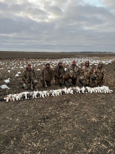 South Dakota Spring Snow Goose Hunts In Watertown