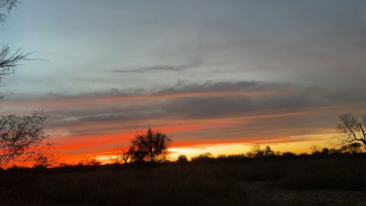 South Texas Dove Hunts In Big Wells