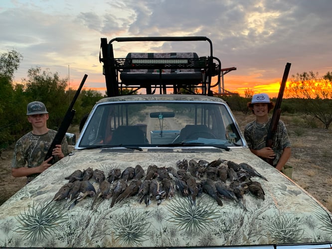 South Texas Dove Hunts In Big Wells