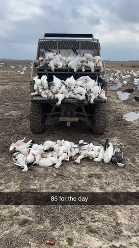 Goose Hunts W/ Lodging Available In Fisher