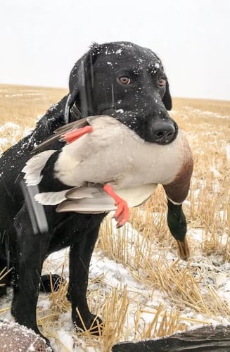 Saskatchewan All Inclusive Waterfowling In Saltcoats