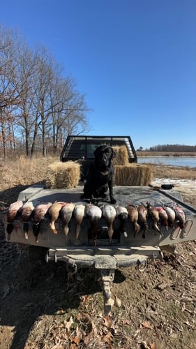 Arkansas Fall Duck And Goose Hunts In Paragould