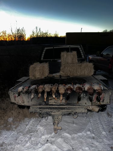 Arkansas Fall Duck And Goose Hunts In Paragould