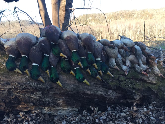 Arkansas Fall Duck And Goose Hunts In Paragould