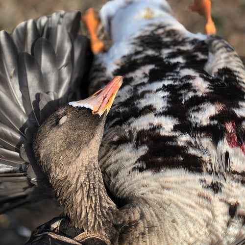 Arkansas Fall Duck And Goose Hunts In Paragould