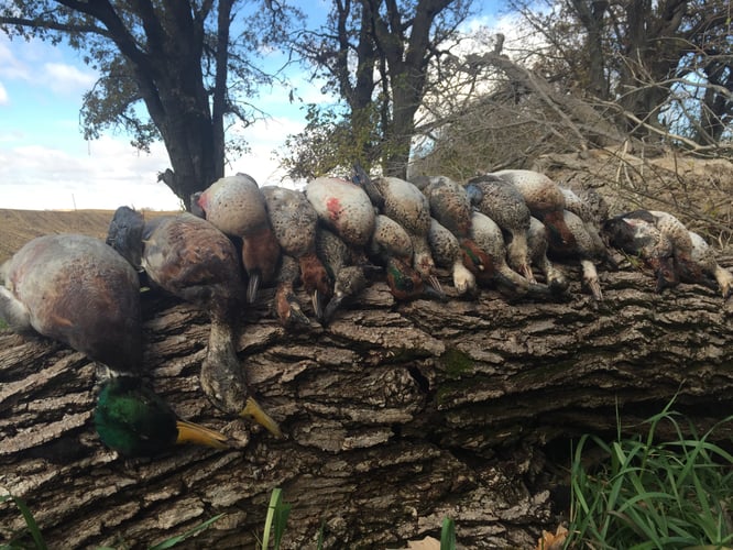 Arkansas Fall Duck And Goose Hunts In Paragould