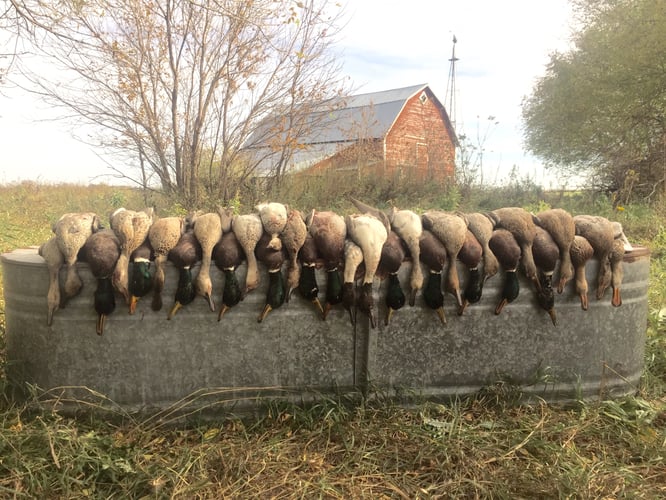 Arkansas Fall Duck And Goose Hunts In Paragould