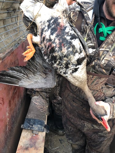 Arkansas Fall Duck And Goose Hunts In Paragould