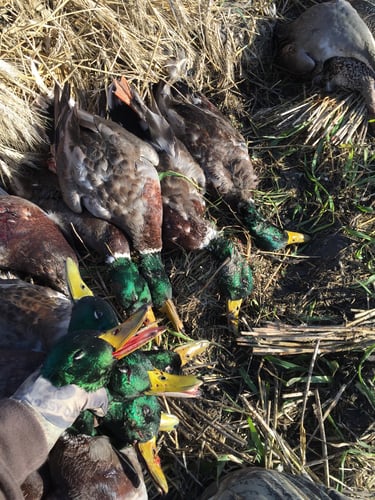 Arkansas Fall Duck And Goose Hunts In Paragould