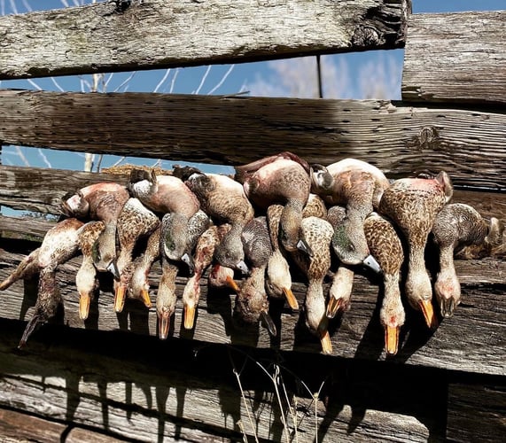 Garwood TX Dove, Cranes Or Waterfowl In Garwood